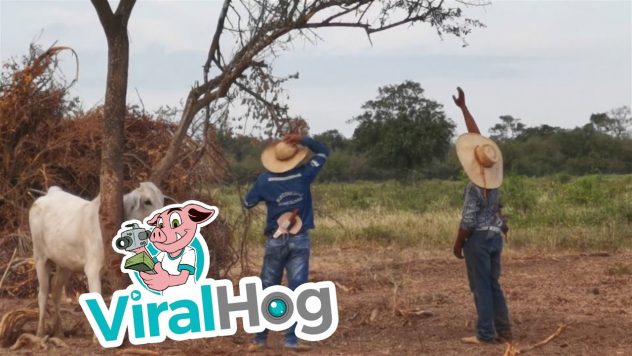 Miehet pelastavat lehmän pahasta pinteestä – Pää jäänyt puun oksan väliin!