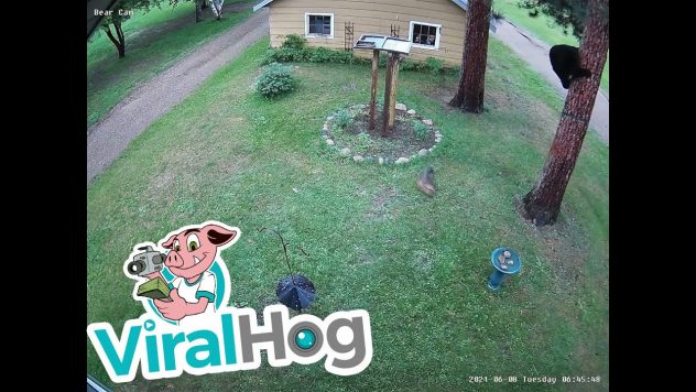 Pieni koira ajattaa karhun puuhun – Pois meidän tontilta!