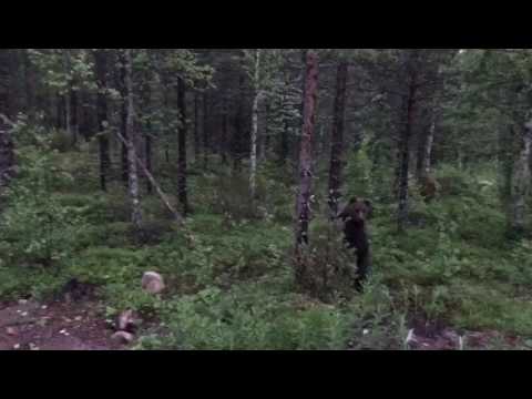 Karhu meinaa varastaa roskapussin kuistilta – Klassikko video