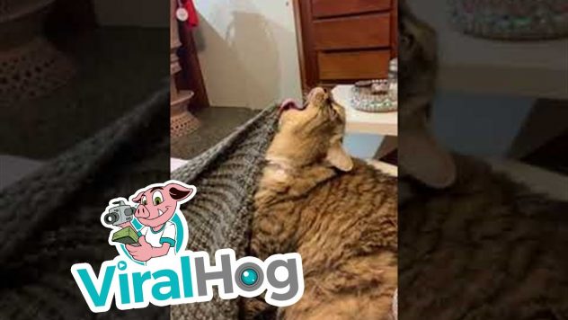 Kissan kieli jää kiinni melkein joka paikkaan