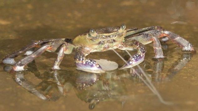 Rapu, joka sylkee vettä? – Oletko ennen nähnyt?