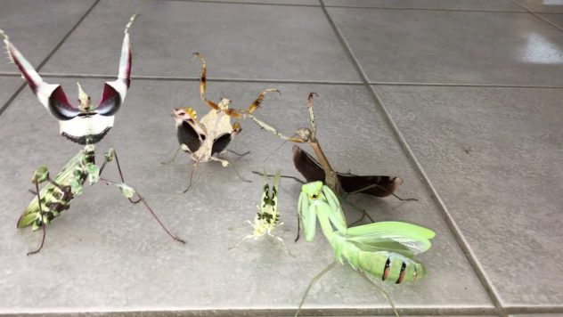 Rukoilijasirkat uhittelee – Pelottava jengi!