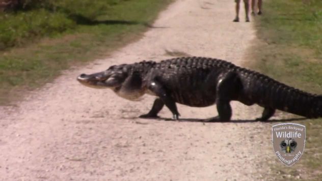 Massiivinen alligaattori ylittää tietä – kukaan ei huomaa hengenvaarallista yksityiskohtaa selkänsä takana