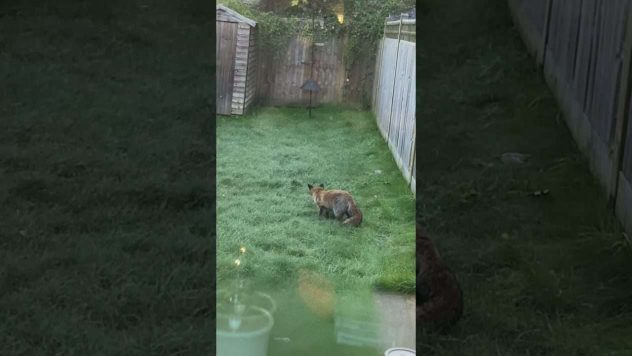 Nuori kettu näkee ensikertaa aamupakkasen – Innostuu täysin!