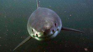 Miltä tuntuu, kun valtava valkohai jahtaa sinua – videon katselu aiheuttaa kylmiä väreitä