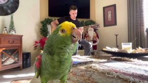 Papukaija varastaa shown