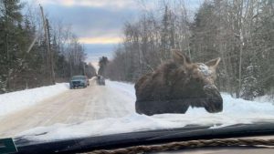 Hirvi saapuu tielle ja nuolee lunta – Erikoinen klippi!