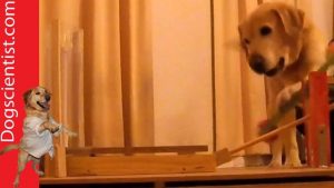 Älykäs koira ratkaisee vaikean pelin!