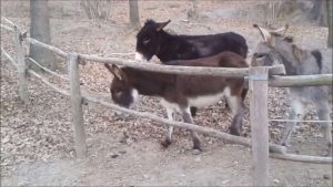 Fiksu aasi auttaa ystäviään – ”Kokeilkaas nyt..”