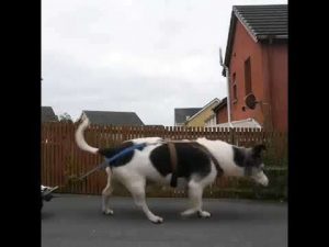 Ison koiran kanssa elämää – Aikamoinen jättiläinen!