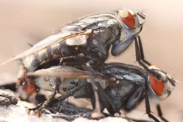 Fly_Mating