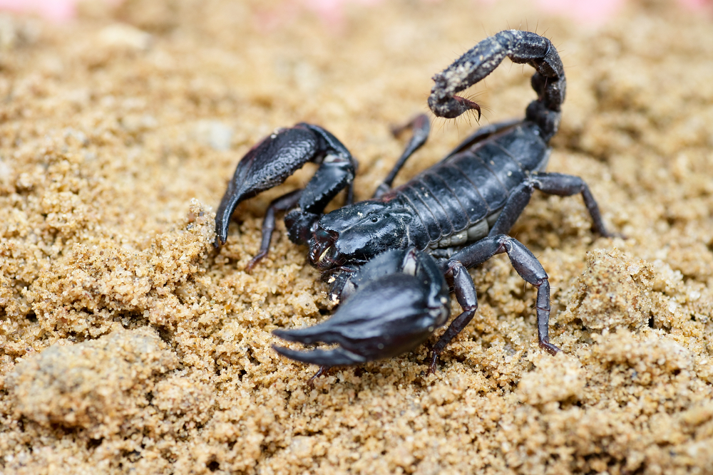 skorpioni