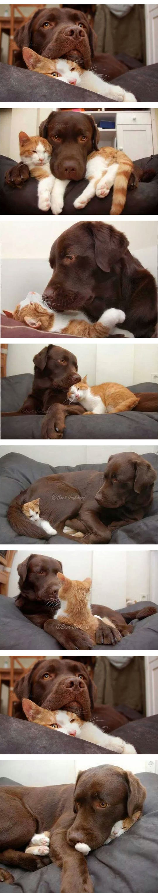 funny-dog-cat-love-hug-sleeping-cuddle