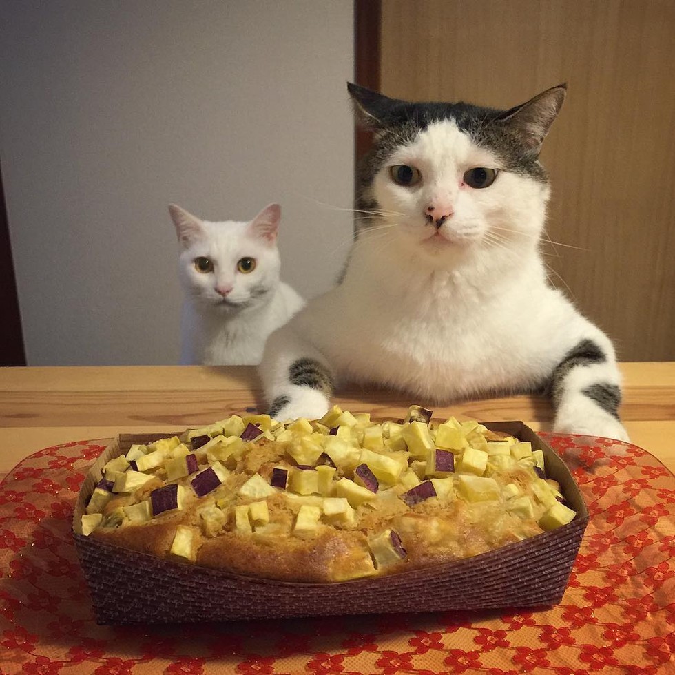 На Фото Есть Кот