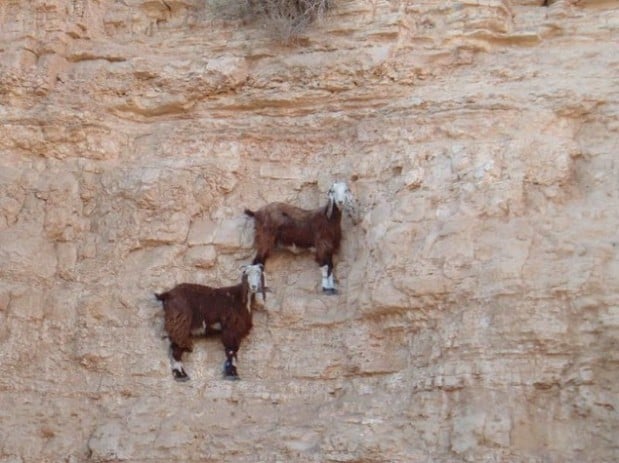 Crazy-goats