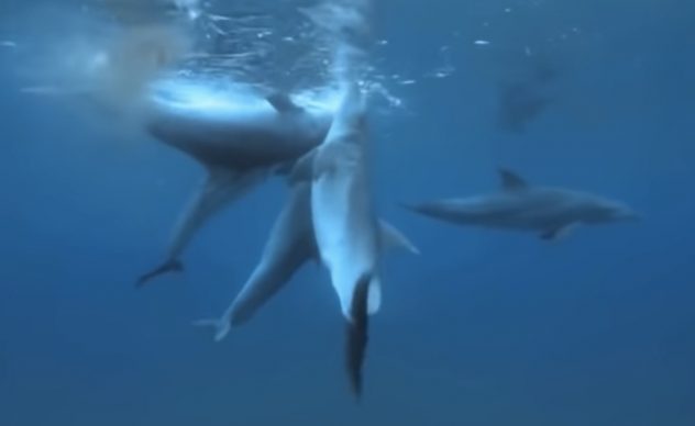Delfiini